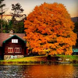 Sugar Maple at Hansen Lake - Image 2