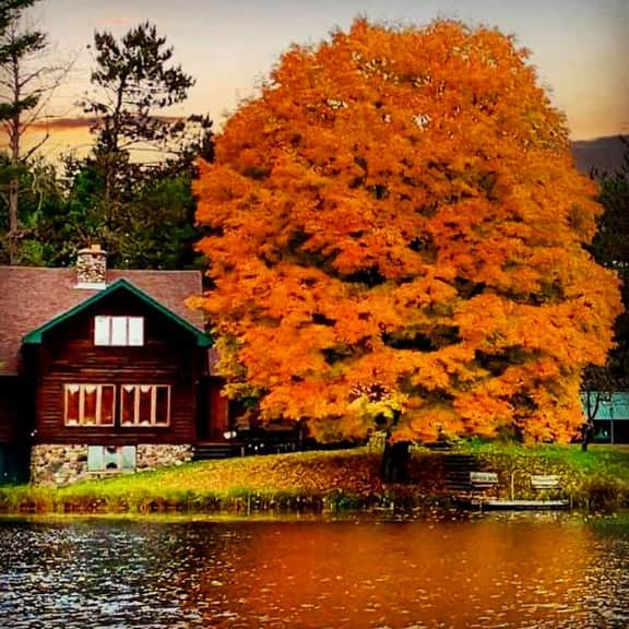 Sugar Maple at Hansen Lake - Image 2