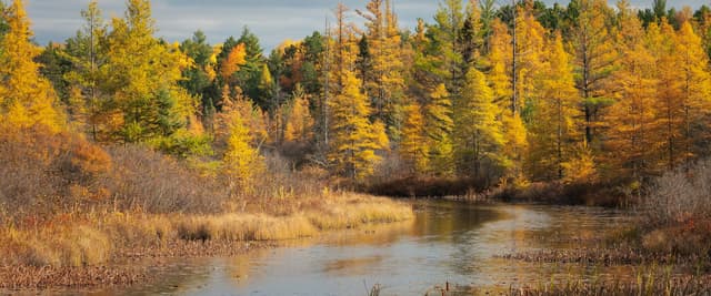 Autumn tamarack and pine trees along a Northwoods river in Northern Wisconsin