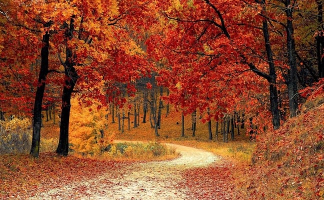 Dirt road through open forest in Ashland County, Wisconsin